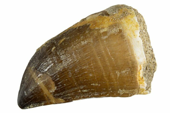 Fossil Prognathodontid Mosasaur Tooth - Morocco #345118